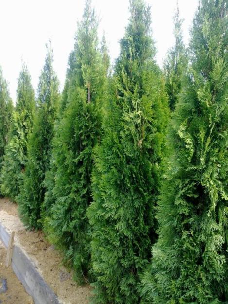 De vanzare tuja(thuja) smaragd si brad argintiu - Pret | Preturi De vanzare tuja(thuja) smaragd si brad argintiu