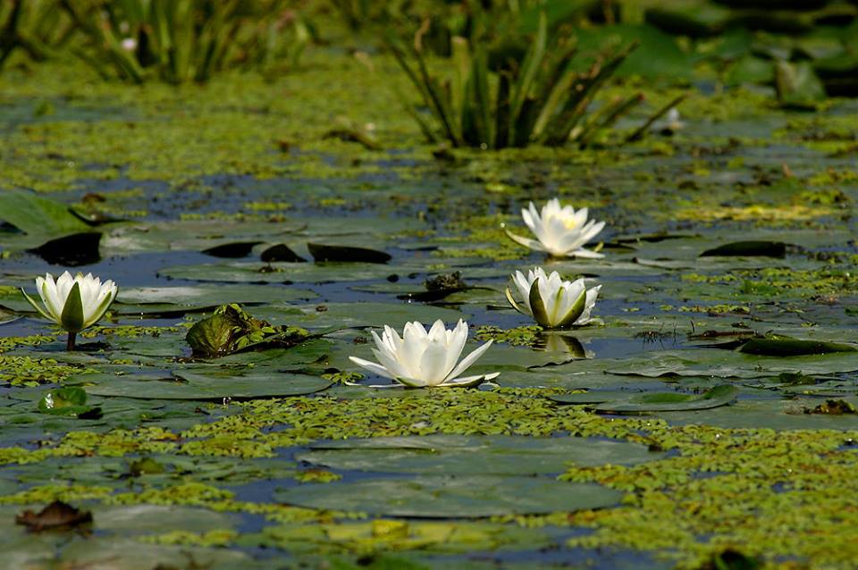 EXCURSII SI CAZARE IN DELTA DUNARII - Pret | Preturi EXCURSII SI CAZARE IN DELTA DUNARII