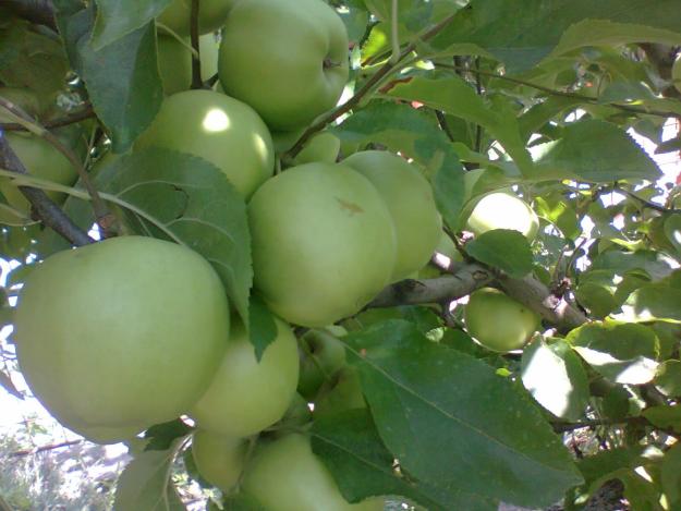 PEPINIERA POMICOLA PRODUCE SI VINE POMI FRUCTIFERI ALTOITI LA PRET DE PRODUCATOR - Pret | Preturi PEPINIERA POMICOLA PRODUCE SI VINE POMI FRUCTIFERI ALTOITI LA PRET DE PRODUCATOR