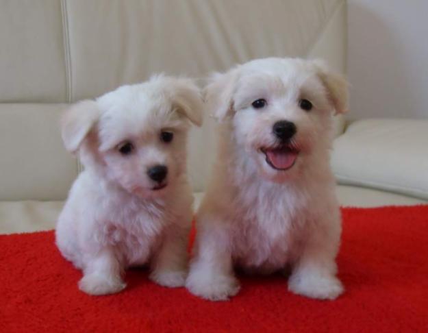 de vanzare BICHON MALTEZ si BICHON BOLOGNEZ - Pret | Preturi de vanzare BICHON MALTEZ si BICHON BOLOGNEZ