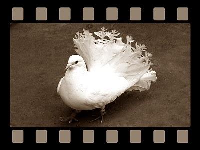porumbei albi ploiesti - Pret | Preturi porumbei albi ploiesti