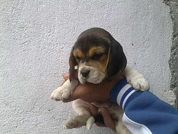 beagle,yorkshire,mops,bulldog englez de vanzare - Pret | Preturi beagle,yorkshire,mops,bulldog englez de vanzare