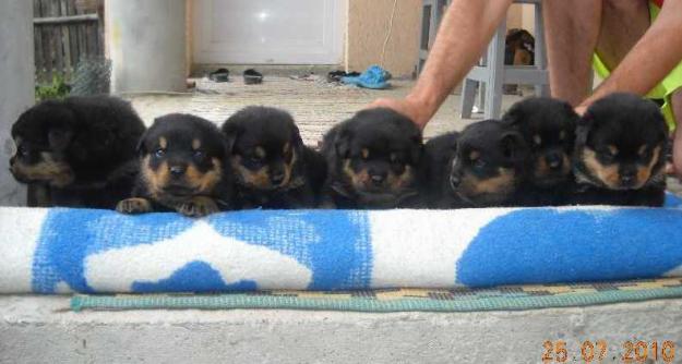 PUI ROTTWEILER DE VANZARE - Pret | Preturi PUI ROTTWEILER DE VANZARE