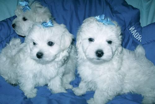 vand bichon frise 600 lei - Pret | Preturi vand bichon frise 600 lei