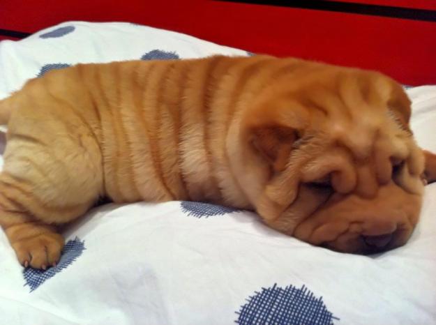 shar-pei pui de 8 saptamani superbi! - Pret | Preturi shar-pei pui de 8 saptamani superbi!