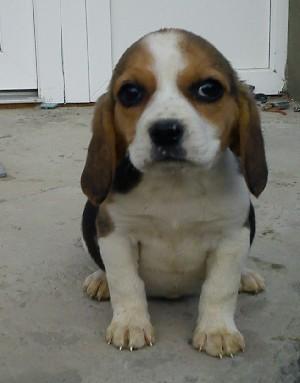 catelusi beagle bulldog englez - Pret | Preturi catelusi beagle bulldog englez