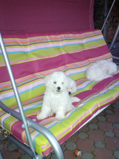 BICHON FRISE - Pret | Preturi BICHON FRISE