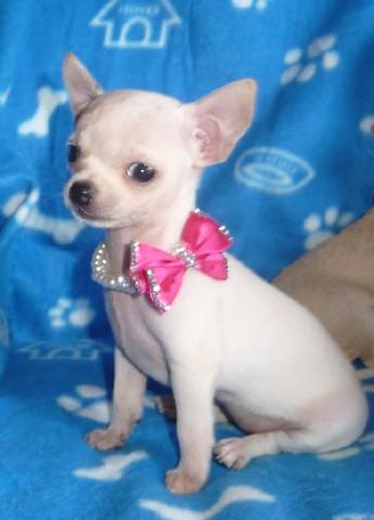 Chihuahua de vanzare disponibili acum de Craciun - Pret | Preturi Chihuahua de vanzare disponibili acum de Craciun
