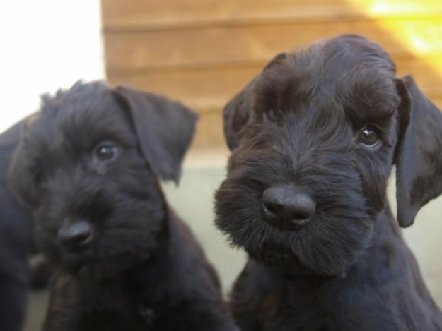 Schnauzer Urias de vanzare,disponibili de Craciun - Pret | Preturi Schnauzer Urias de vanzare,disponibili de Craciun