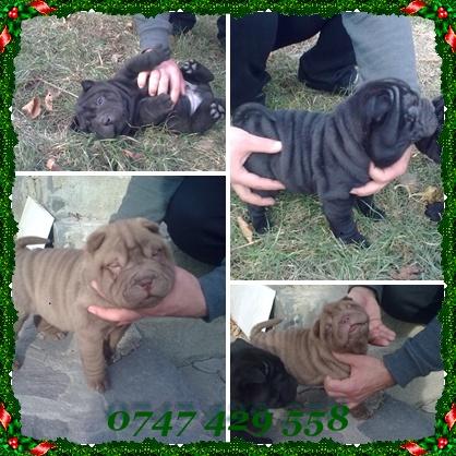 UN CADOU SPECIAL PUI SHAR PEI DE VANZARE ORIGINALI - Pret | Preturi UN CADOU SPECIAL PUI SHAR PEI DE VANZARE ORIGINALI