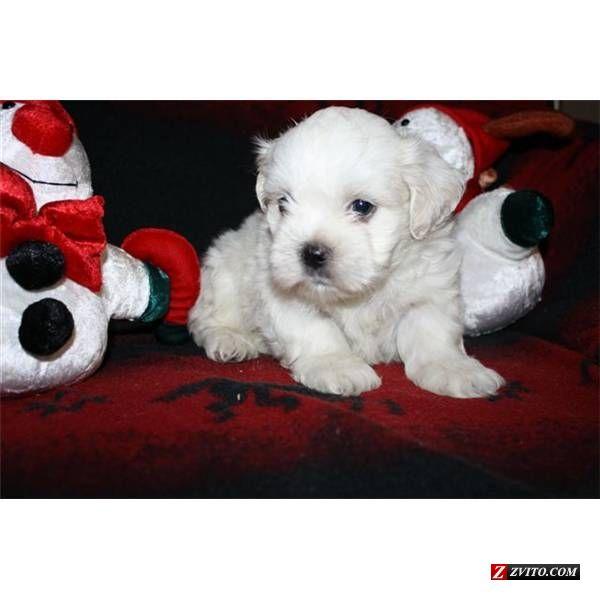 BICHON MALTESE 700 RON - Pret | Preturi BICHON MALTESE 700 RON