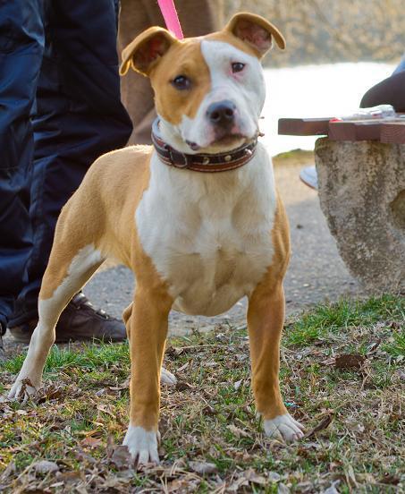 Femela Amstaff - Pret | Preturi Femela Amstaff