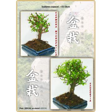 Bonsai - Pret | Preturi Bonsai