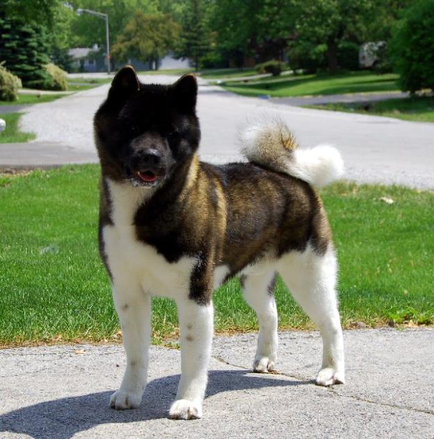 Vand catei Akita American - Pret | Preturi Vand catei Akita American