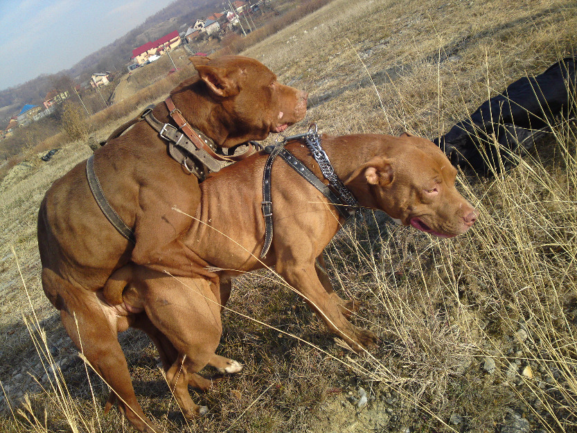 3 femele pitbull red nose - Pret | Preturi 3 femele pitbull red nose