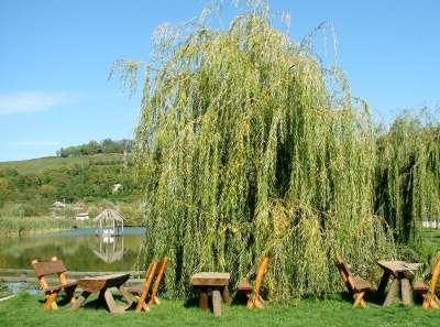 Salcie plangatoare ( salix babilonica) si salcie creata ( salix energetica) - Pret | Preturi Salcie plangatoare ( salix babilonica) si salcie creata ( salix energetica)