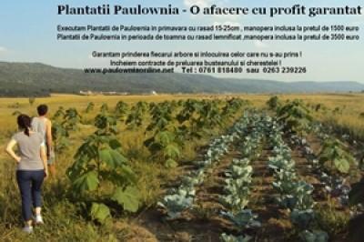 Producator paulownia in Romania - Pret | Preturi Producator paulownia in Romania