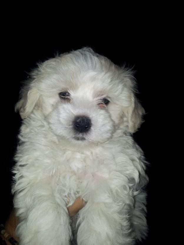 Vand catei Bishon Maltese si Havanese - Pret | Preturi Vand catei Bishon Maltese si Havanese