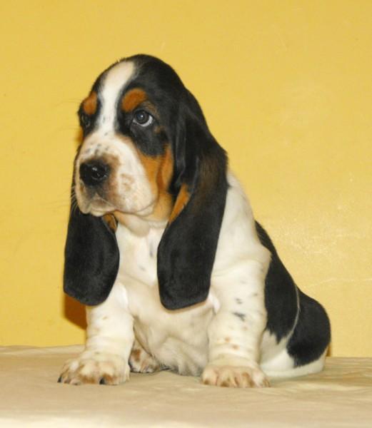 BASSET HOUND de vanzare - Pret | Preturi BASSET HOUND de vanzare