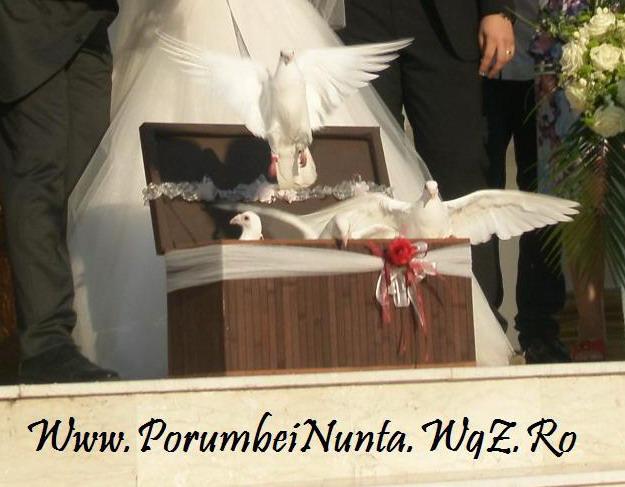 porumbei pentru nunti constanta - Pret | Preturi porumbei pentru nunti constanta
