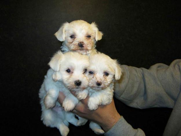 Vand Bichon Maltez - Pret | Preturi Vand Bichon Maltez