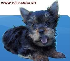 DE VANZARE YORKSHIRE TERRIER, PUI DE YORKSHIRE TERRIER, CANISA DE YORKSHIRE - Pret | Preturi DE VANZARE YORKSHIRE TERRIER, PUI DE YORKSHIRE TERRIER, CANISA DE YORKSHIRE