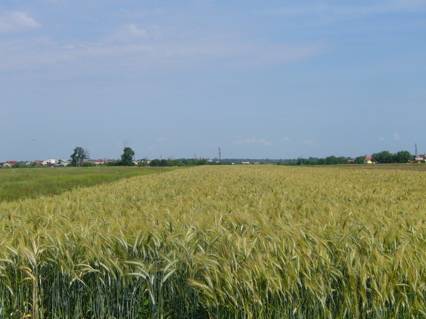 Peris teren agricol de vanzare 35 ha/5900 euro/ha - Pret | Preturi Peris teren agricol de vanzare 35 ha/5900 euro/ha