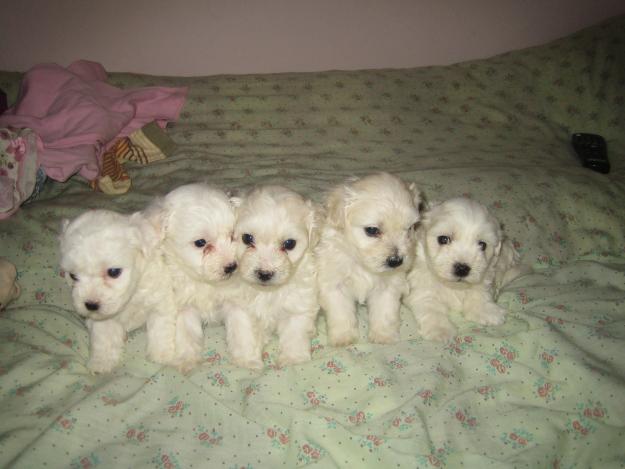 Vnad catei Bichon maltese - Pret | Preturi Vnad catei Bichon maltese