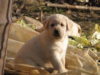 vand pui labrador retriever - Pret | Preturi vand pui labrador retriever