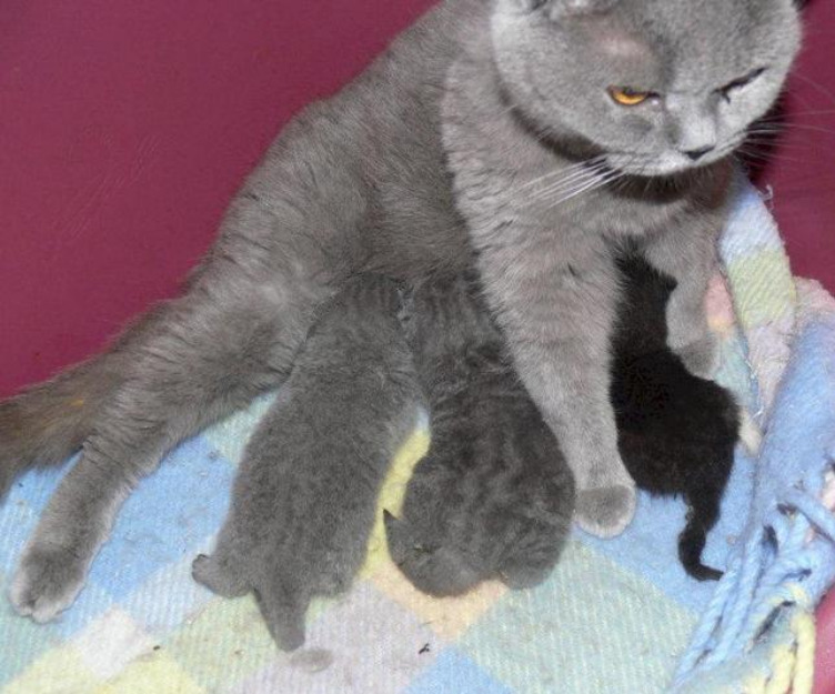 Pisicute british shorthair - Pret | Preturi Pisicute british shorthair