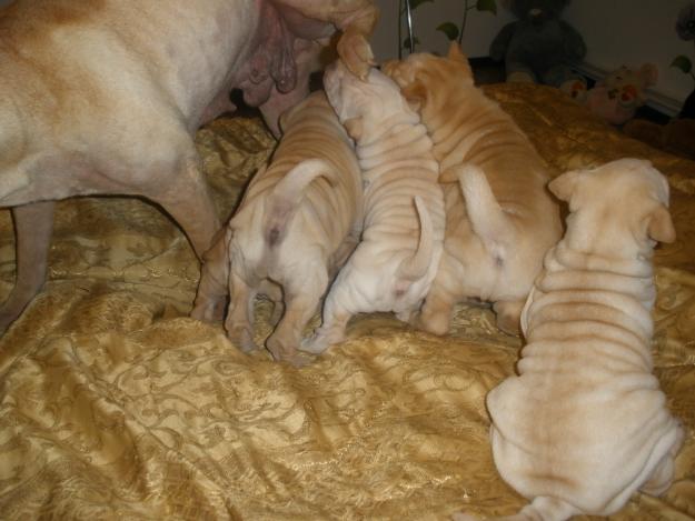 SHAR PEI SUPERBI - Pret | Preturi SHAR PEI SUPERBI