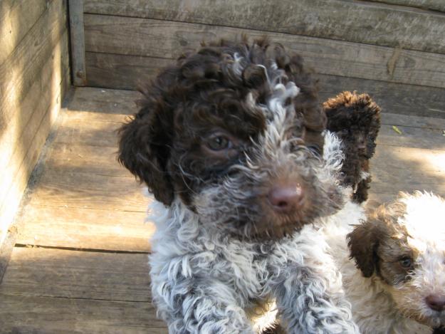 Lagotto /Trufe - Pret | Preturi Lagotto /Trufe