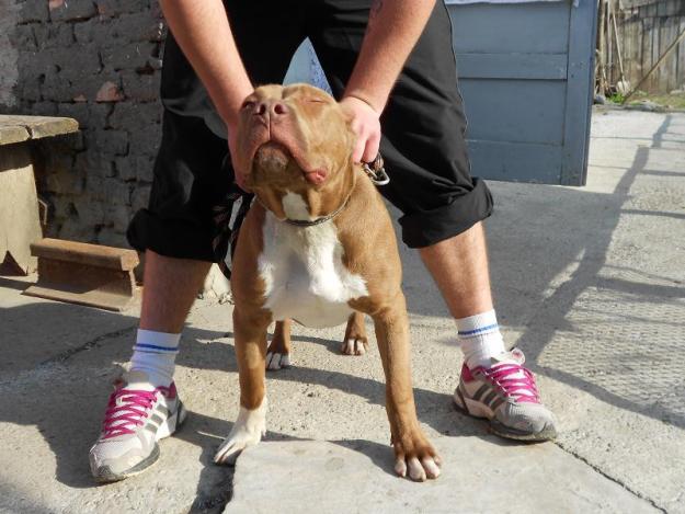 vand pitbull red nose - Pret | Preturi vand pitbull red nose