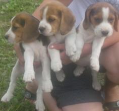 puiuti beagle tricolor - Pret | Preturi puiuti beagle tricolor