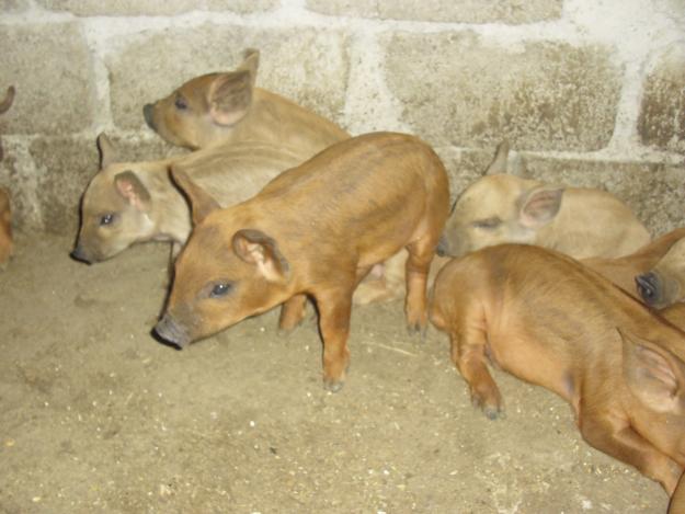porci mangalita,porci vietnamezi - Pret | Preturi porci mangalita,porci vietnamezi