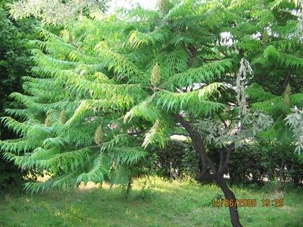 Vand  otetar rosu (rhus) - Pret | Preturi Vand  otetar rosu (rhus)