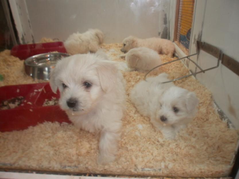 Catelusi bichon talie mica albi imaculati - Pret | Preturi Catelusi bichon talie mica albi imaculati