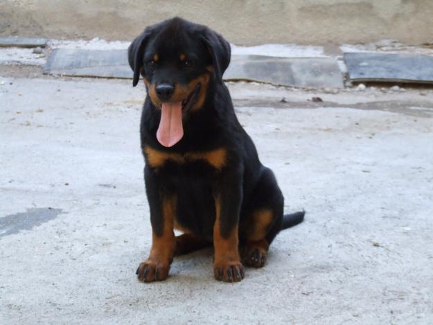 Vand cateii rottweiler , calitate maxima - Pret | Preturi Vand cateii rottweiler , calitate maxima