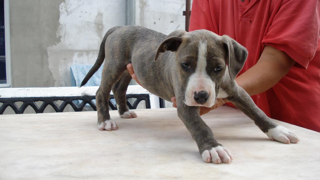 pui amstaff 100e maro și 200 e blue (albastri) cu 3 vaccinari facute - Pret | Preturi pui amstaff 100e maro și 200 e blue (albastri) cu 3 vaccinari facute