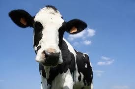 Vindem juninci gestante Holstein - Pret | Preturi Vindem juninci gestante Holstein