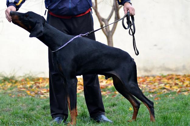 Canisa, vindem tanar mascul dobermann - Pret | Preturi Canisa, vindem tanar mascul dobermann