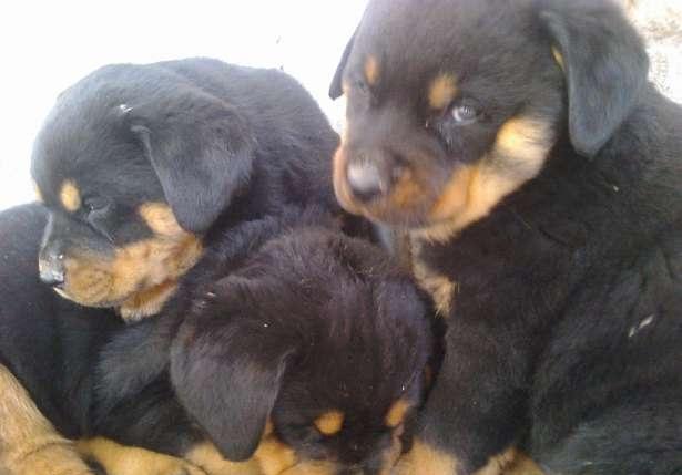 Rottweiler de Vanzare masculi si femele - Pret | Preturi Rottweiler de Vanzare masculi si femele