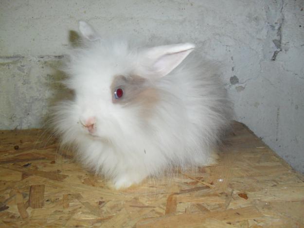 iepurasi angora pitici - Pret | Preturi iepurasi angora pitici