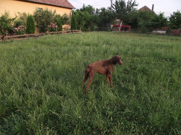 vind o pereche dobermai maro - Pret | Preturi vind o pereche dobermai maro