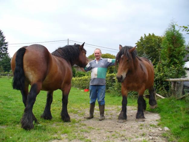 Vand 2 iepe Ardenez si un Semigreu sau schimb cu lipitian sau appaloosa - Pret | Preturi Vand 2 iepe Ardenez si un Semigreu sau schimb cu lipitian sau appaloosa