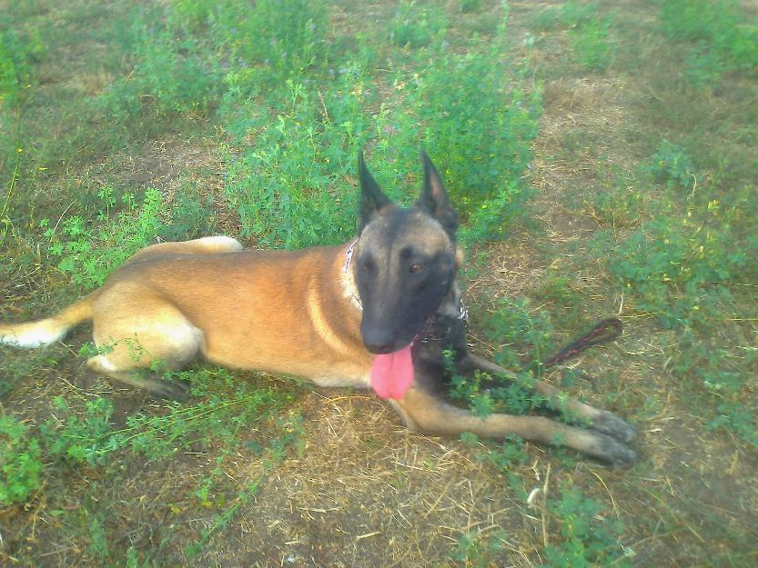 ciobanesc belgian malinois - Pret | Preturi ciobanesc belgian malinois