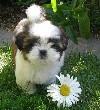 vand shih-tzu - Pret | Preturi vand shih-tzu