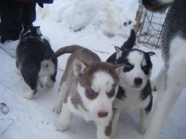 Husky Siberian - Pret | Preturi Husky Siberian
