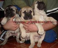 Catelusi Bullmastiff - Pret | Preturi Catelusi Bullmastiff