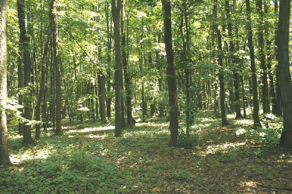 TUNARI - Centura Buc. teren forestier in sup. de 18,7 Ha. - Pret | Preturi TUNARI - Centura Buc. teren forestier in sup. de 18,7 Ha.